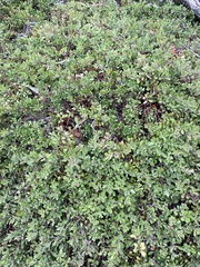 Arctostaphylos × media