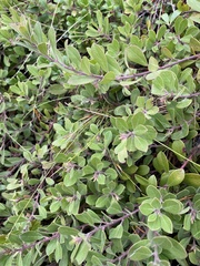 Arctostaphylos × media