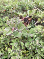 Arctostaphylos × media