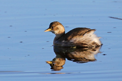 Tachybaptus ruficollis
