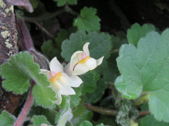 Asarina procumbens