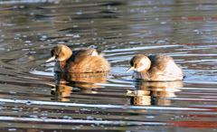 Tachybaptus ruficollis