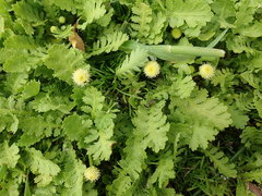 Leptinella potentillina