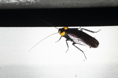 Periplaneta quadrinotata