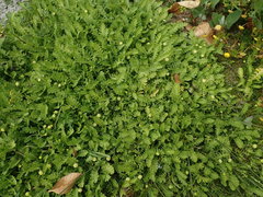 Leptinella potentillina