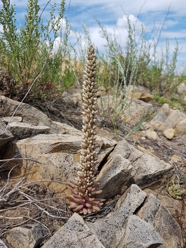 Orostachys fimbriata