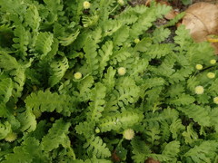 Leptinella potentillina