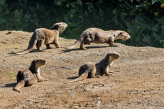 Lutrogale perspicillata