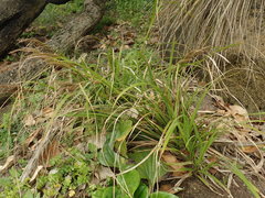 Carex ventosa