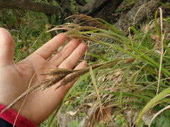 Carex ventosa