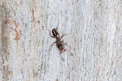 Rhytidoponera tasmaniensis