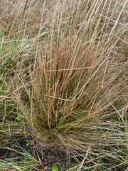 Festuca roemeri