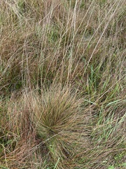 Festuca roemeri