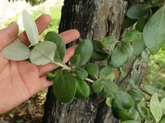 Olearia traversiorum