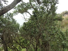 Olearia traversiorum