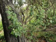 Olearia traversiorum