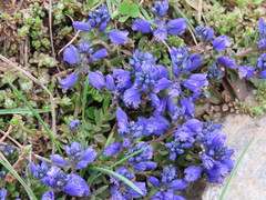 Polygala calcarea