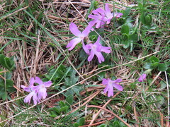 Primula integrifolia