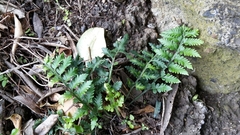 Asplenium appendiculatum