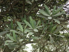 Pseudopanax chathamicus