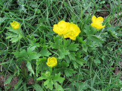 Ranunculus montanus