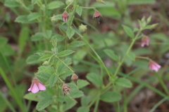 Hermannia glanduligera