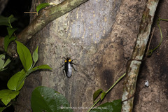 Periplaneta quadrinotata