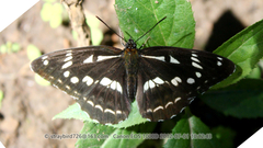 Limenitis homeyeri