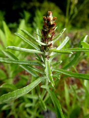 Gamochaeta antillana