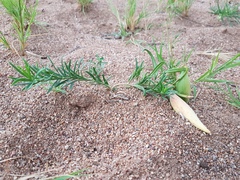 Vincetoxicum sibiricum