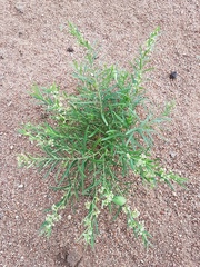 Vincetoxicum sibiricum