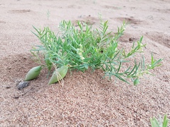 Vincetoxicum sibiricum