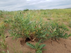 Caragana microphylla