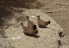 Ptilopachus petrosus