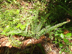 Asplenium lunulatum
