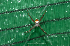 Argiope versicolor