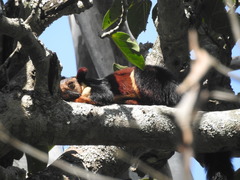 Ratufa indica