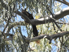 Ratufa indica