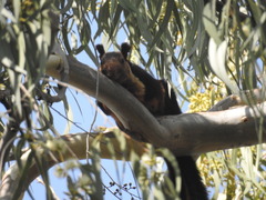 Ratufa indica