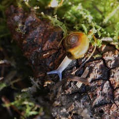Oxychilus navarricus
