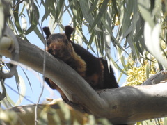 Ratufa indica