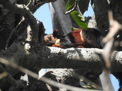 Ratufa indica