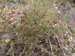 Erica puberuliflora
