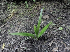 Trachycarpus fortunei