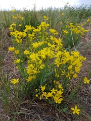 Haplophyllum dauricum