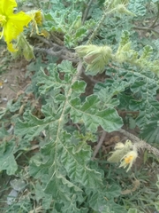 Solanum rostratum