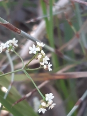 Platysace heterophylla