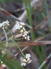 Platysace heterophylla