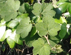 Rubus fairholmianus