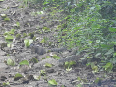Funambulus palmarum
